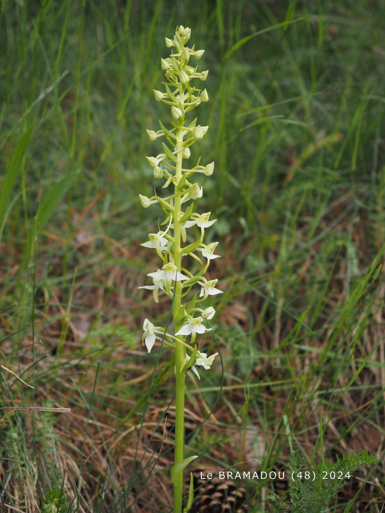 Orchid, Greater Butterfly